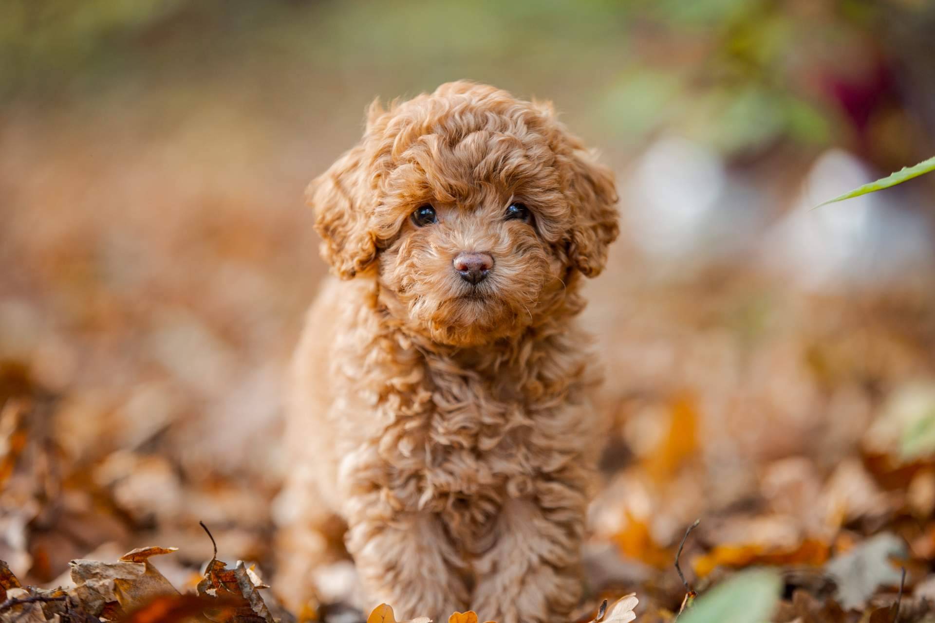 Comprar cachorros de diferentes razas en internet con 101 Cachorros