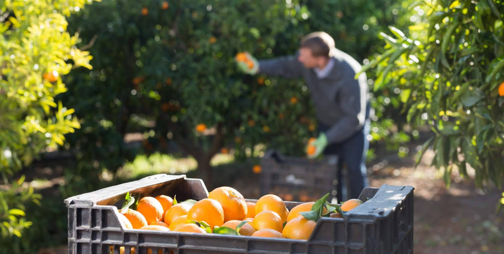 La Finca El Carraixet permite comprar naranjas directamente al agricultor