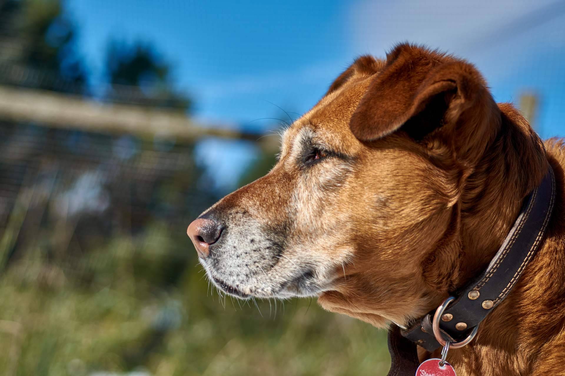 Ventajas de la adopción de perros mayores