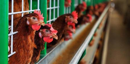 Prohibición de aves de corral en centros de concentración