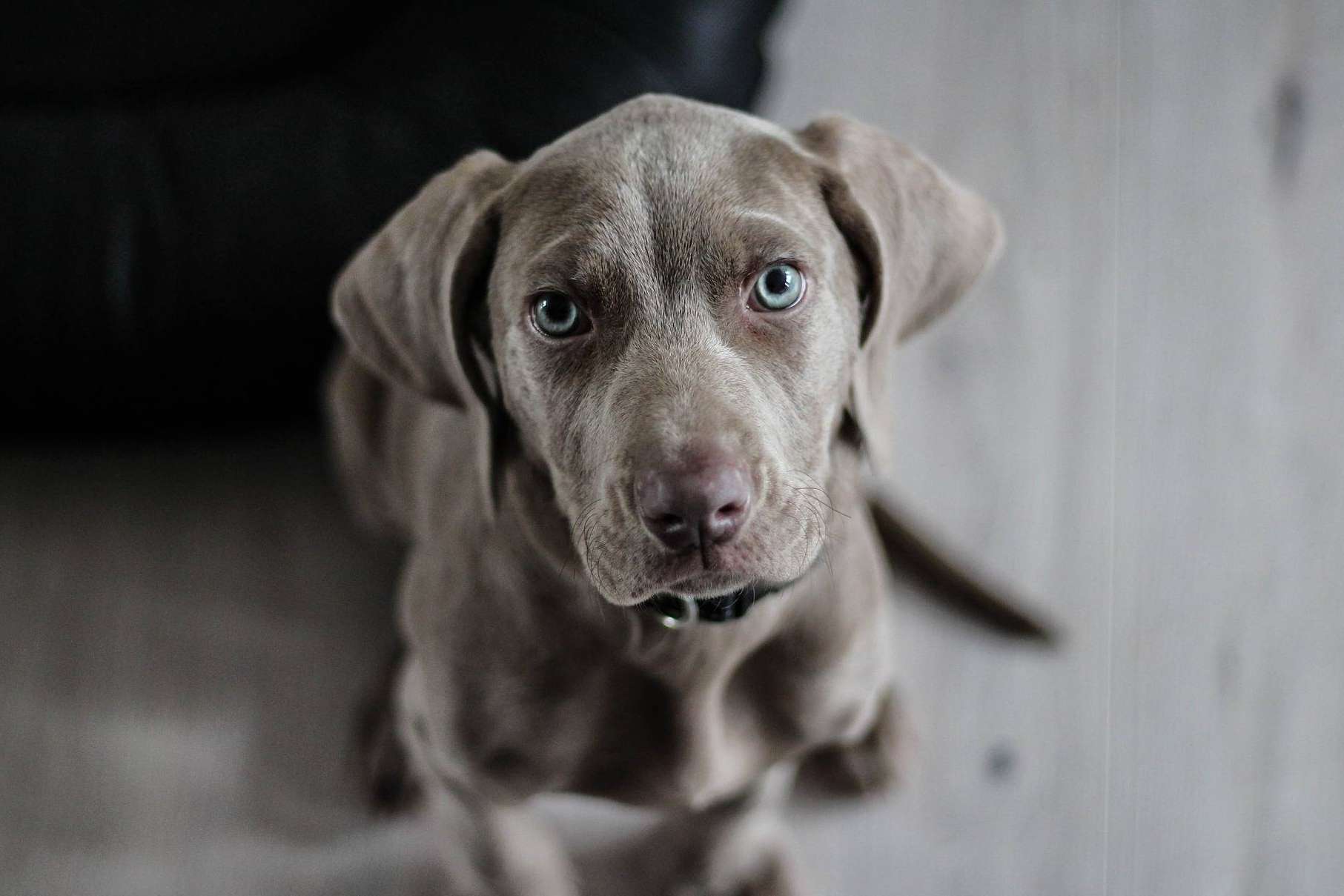 El Perro Feliz presenta 'Bécate', ofreciendo 6 becas de 7.500 € para emprender un negocio propio