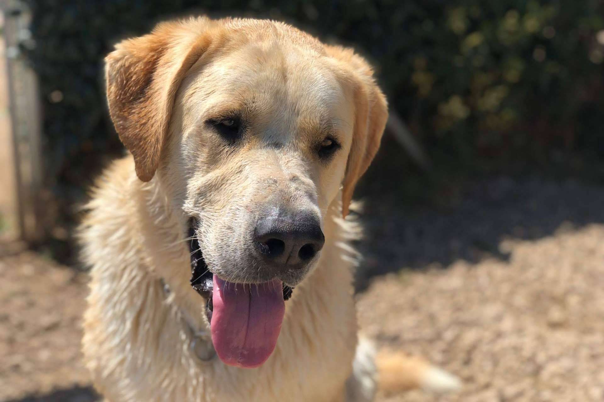 Los servicios del hotel residencia canina con piscina en Madrid
