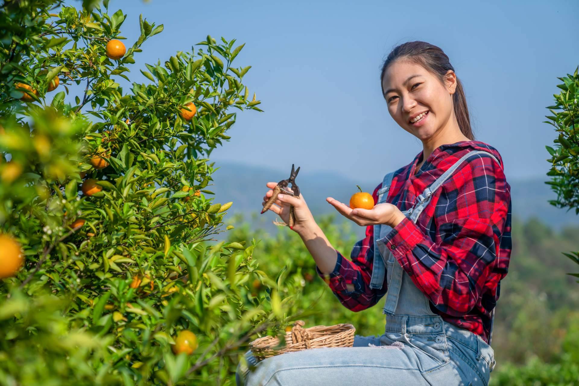 Citrus Greening y como afectará a la producción futura de zumos de naranja