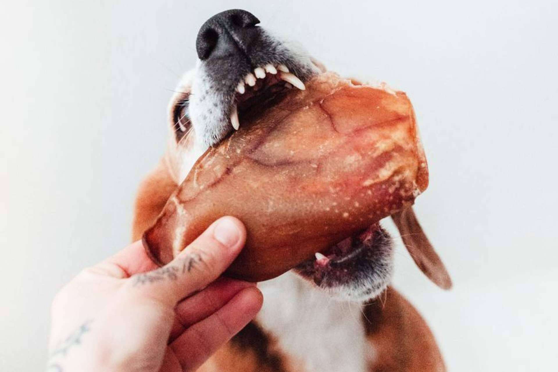 La clave para una dentadura canina sana; mordedores naturales imprescindibles