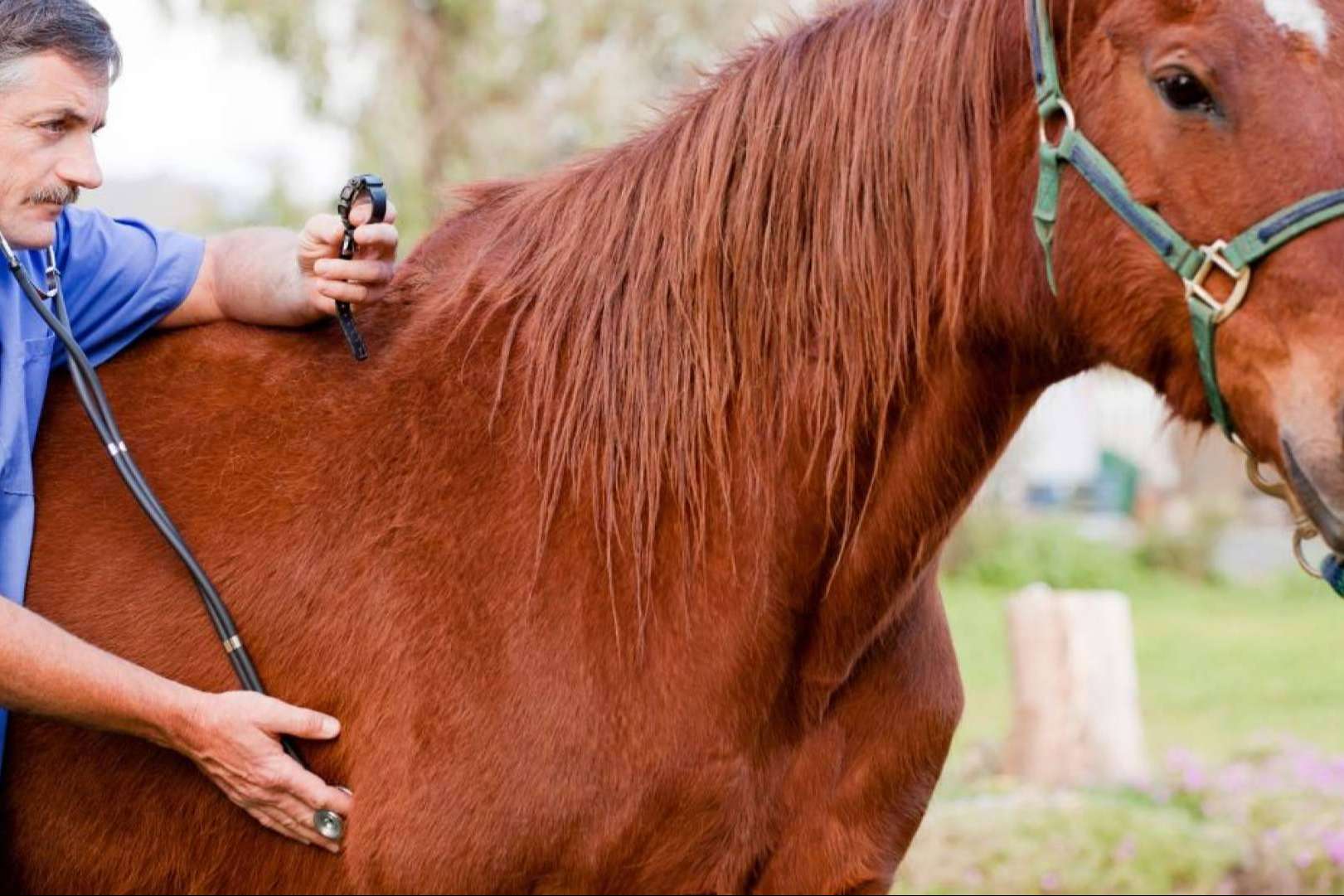 GestorVet, la Solución Idónea para una Gestión Veterinaria ajustada a la Normativa
