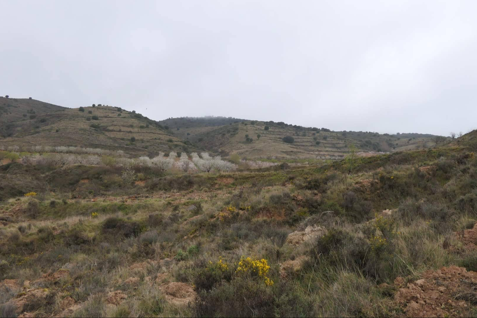 Bosques sostenibles certificados, la vía de CO2 Gestión para compensar la huella de carbono de empresas
