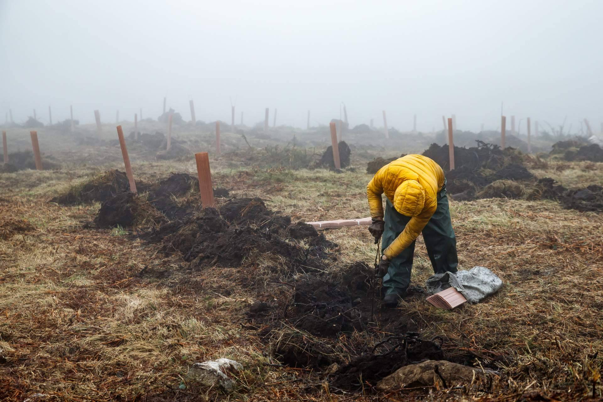 La reforestación impulsa empleo y actividad económica en zonas rurales