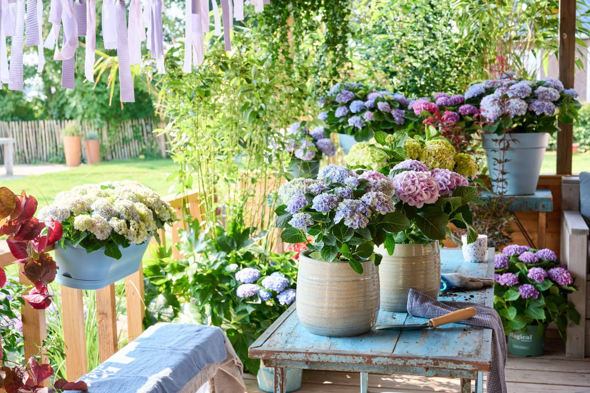 Hortensias en casa, más de 150 días de color para dar la bienvenida a la primavera