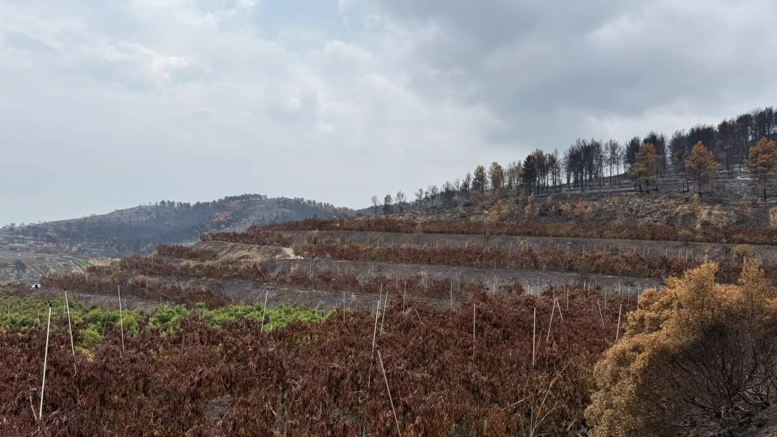El incendio de Sierra de Espadán arrasa la finca de Tropitop y activa una campaña de recuperación